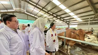 Strategi Swasembada Susu 2029: Kementan Genjot Populasi Sapi Perah Lokal